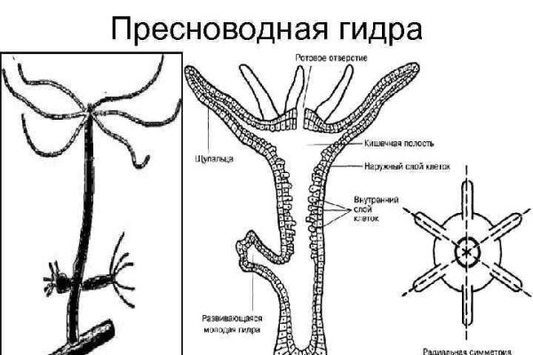 Актуальная ссылка на мегу через тор